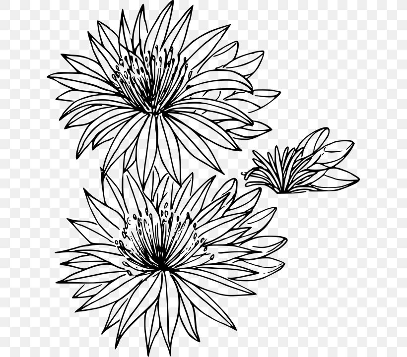 Montana Bitterroot Flower Drawing Clip Art, PNG, 631x720px, Montana, Artwork, Bitterroot, Black And White, Chrysanths Download Free