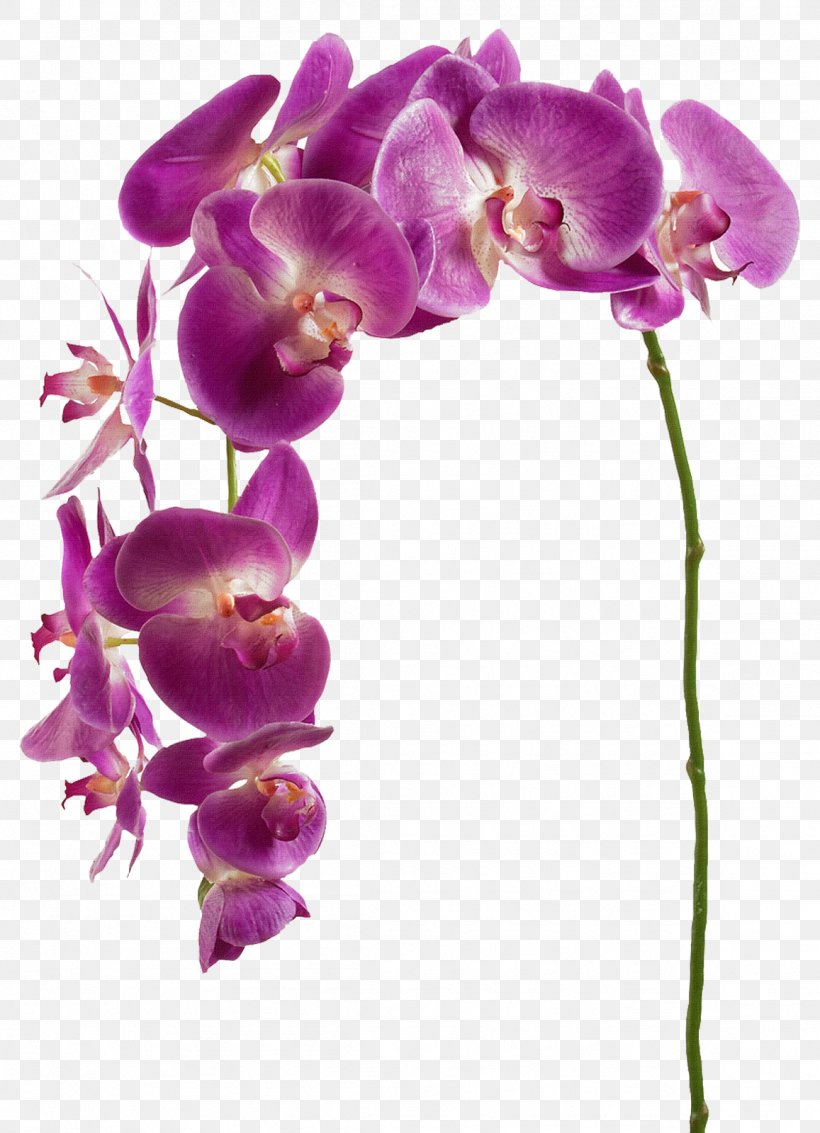 Orchids Flower Plant Clip Art, PNG, 1157x1600px, Orchids, Crochet, Cut Flowers, Dendrobium, Dia Download Free
