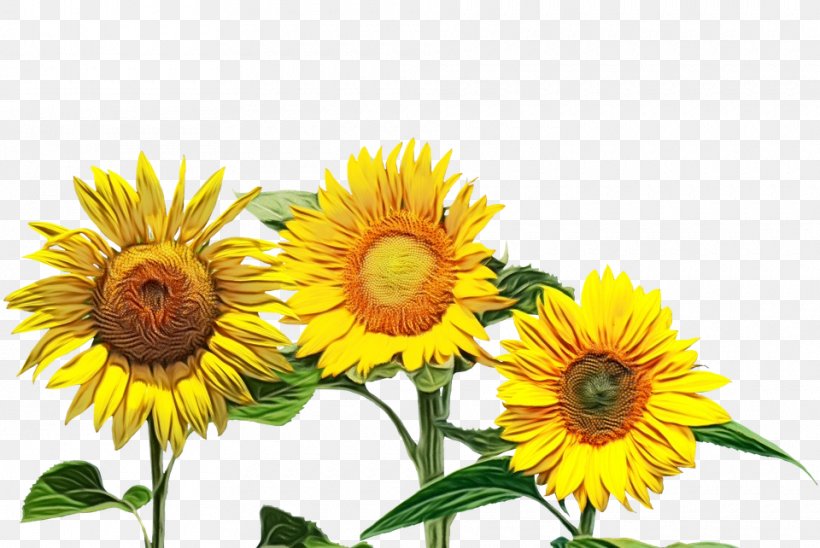 Sunflower, PNG, 960x642px, Sunflower, Annual Plant, Asterales, Cuisine, Daisy Family Download Free
