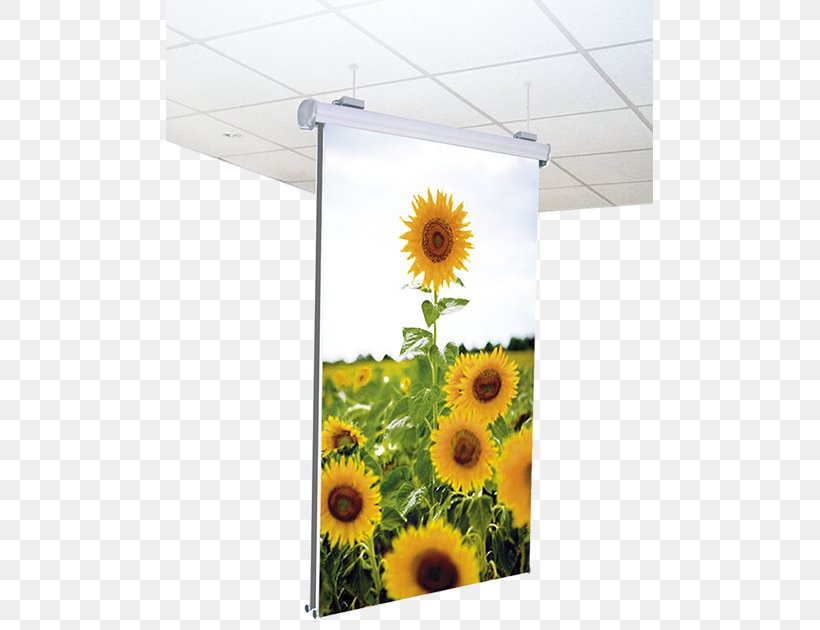 Sunflower Seed Floral Design Sunflower M Flowerpot, PNG, 487x630px, Sunflower Seed, Daisy Family, Floral Design, Flower, Flowering Plant Download Free