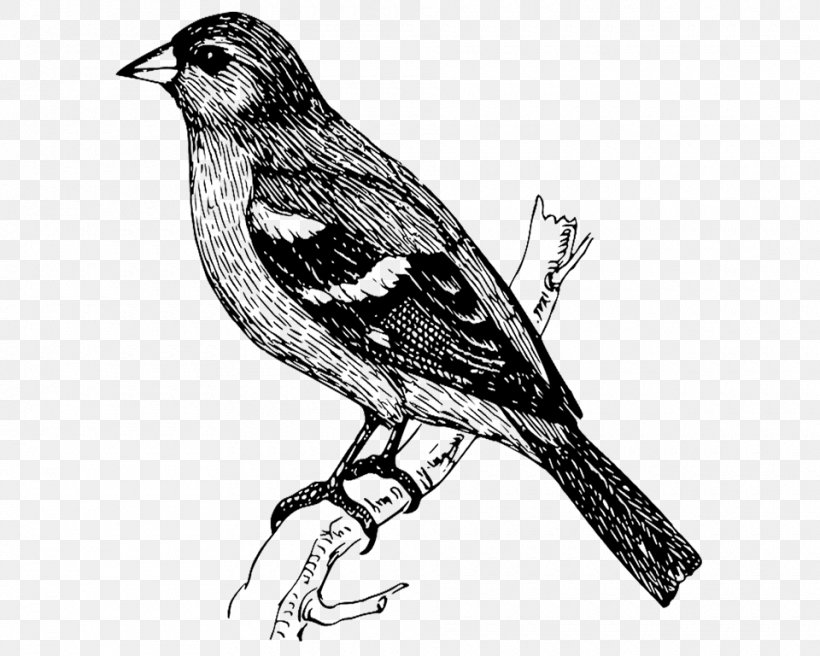 Bird Clip Art Drawing Vector Graphics Image, PNG, 960x768px, Bird, Artwork, Beak, Bird Nest, Black And White Download Free