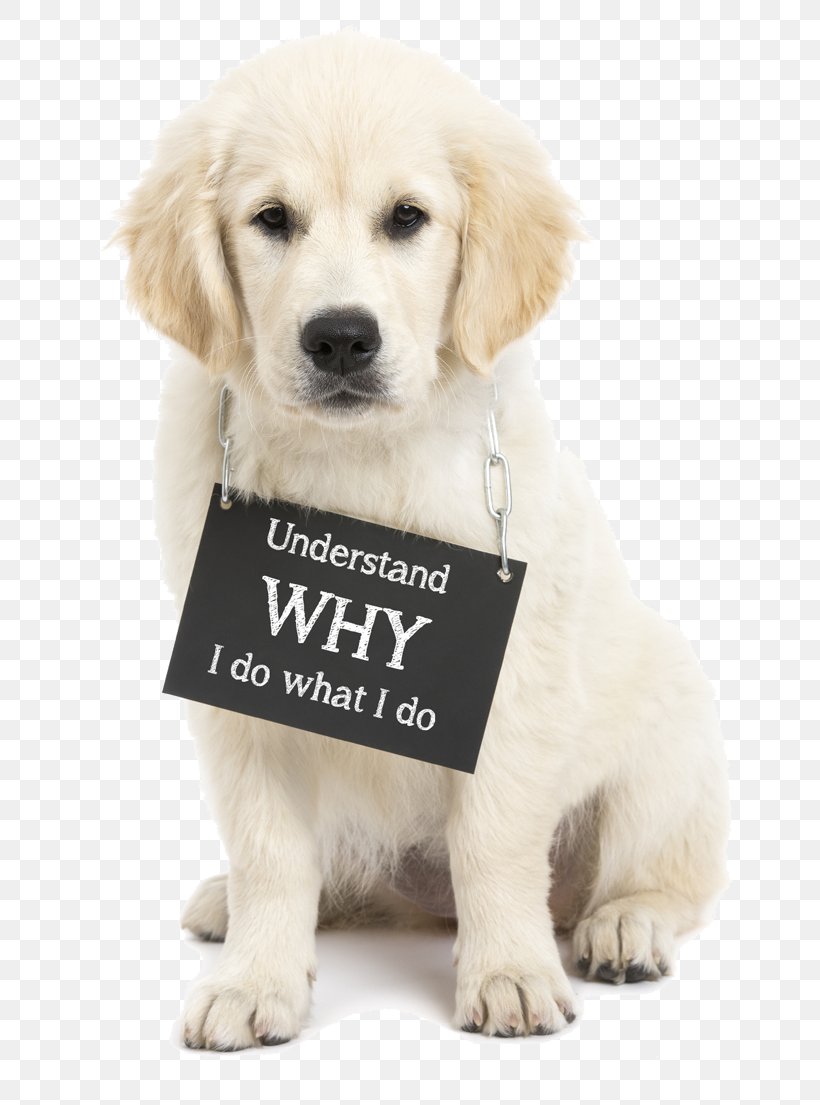 Golden Retriever Puppy Dog Breed Companion Dog Humane Society, PNG, 800x1105px, Golden Retriever, Animal Shelter, Breed Group Dog, Carnivoran, Companion Dog Download Free