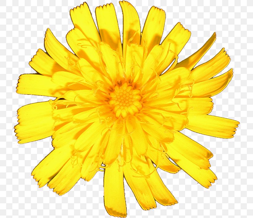 Chrysanthemum Cut Flowers Marigolds Sunflower M Petal, PNG, 737x708px, Chrysanthemum, Calendula, Chrysanths, Cut Flowers, Daisy Family Download Free