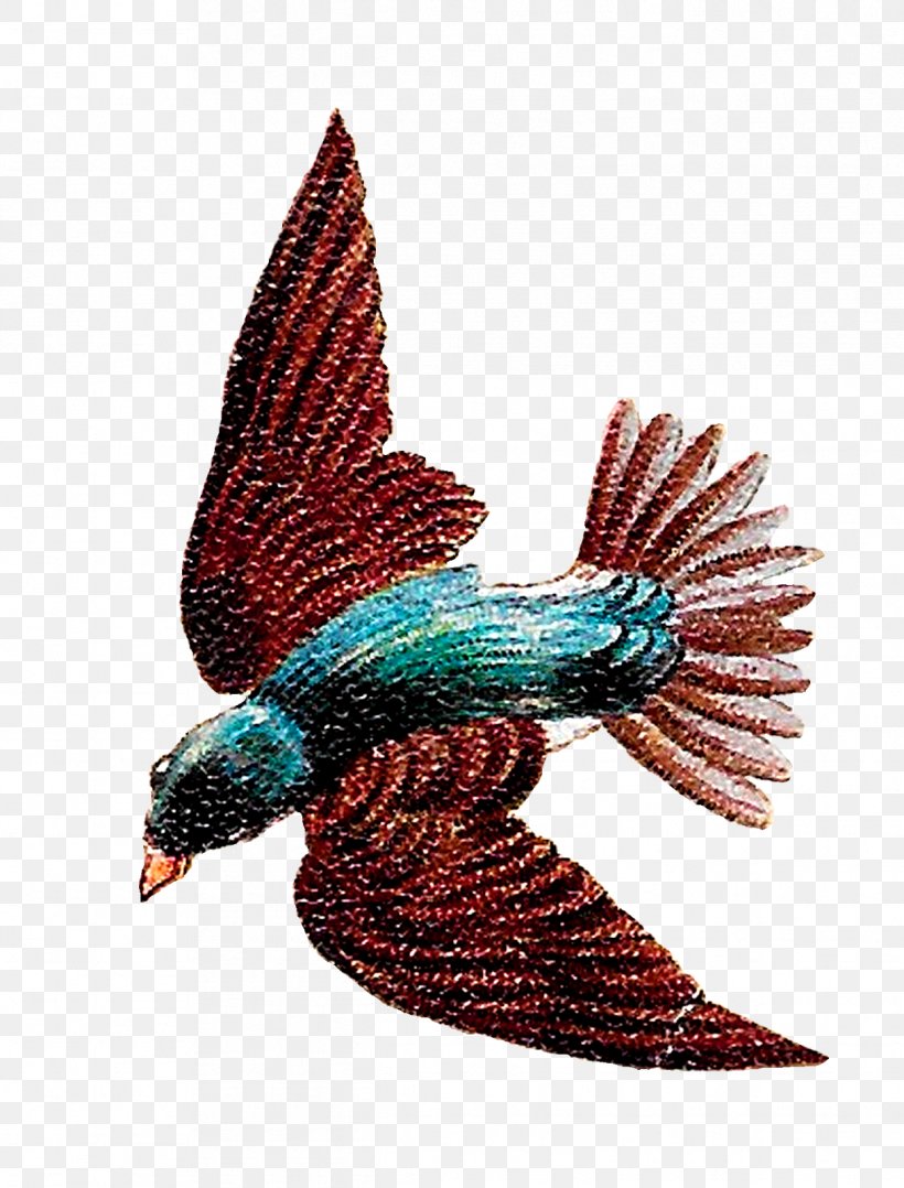 Bird Illustrations Clip Art Image, PNG, 1217x1600px, Bird Illustrations, Animal, Antique, Art, Beak Download Free