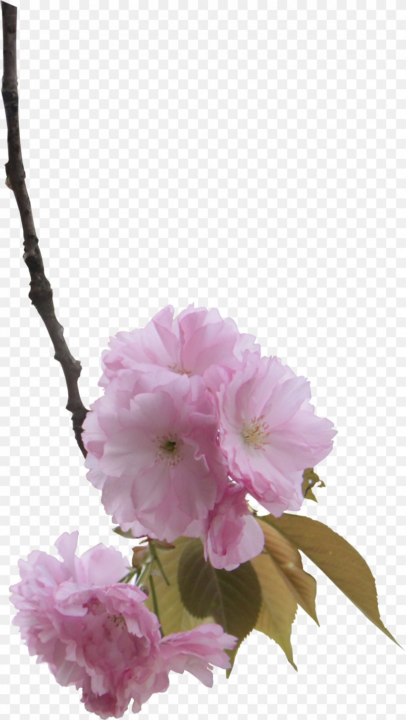 Pink Cherry Blossom Floral Design, PNG, 1723x3051px, Pink, Blossom, Branch, Cherry Blossom, Designer Download Free
