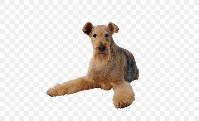 Airedale Terrier Cat Pet Sitting Dog Toys, PNG, 500x500px, Airedale Terrier, Ball, Carnivoran, Cat, Companion Dog Download Free