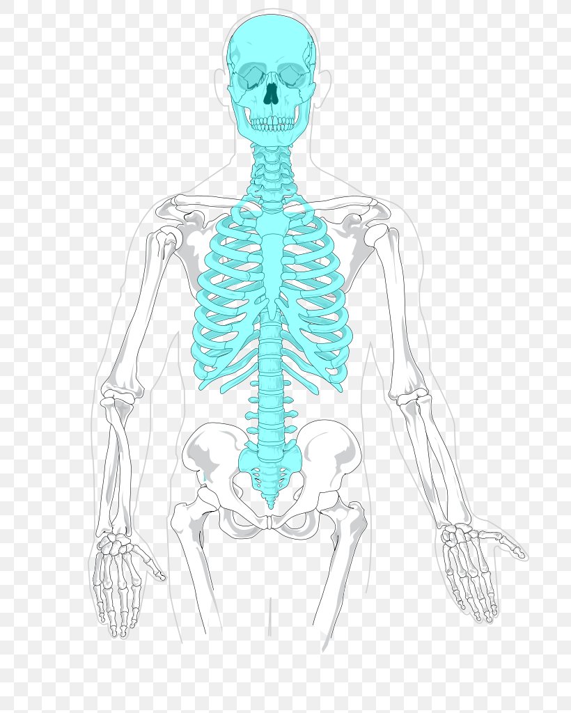 Axial Skeleton Human Skeleton Appendicular Skeleton Rib Cage, PNG, 714x1024px, Watercolor, Cartoon, Flower, Frame, Heart Download Free