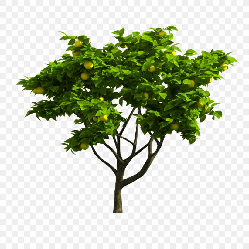 Branch Tree Image Adobe Photoshop, PNG, 1020x1020px, Branch, Blog, Digital Image, Flower, Flowering Plant Download Free