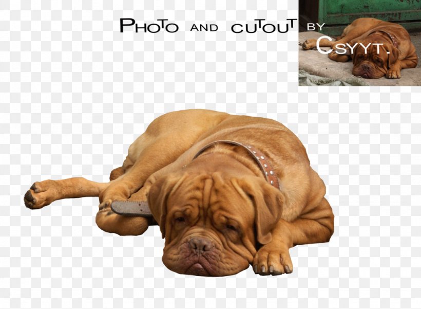Dogue De Bordeaux Dog Breed Tosa Bullmastiff Great Dane, PNG, 1024x751px, Dogue De Bordeaux, Bullmastiff, Carnivoran, Companion Dog, Digital Cameras Download Free