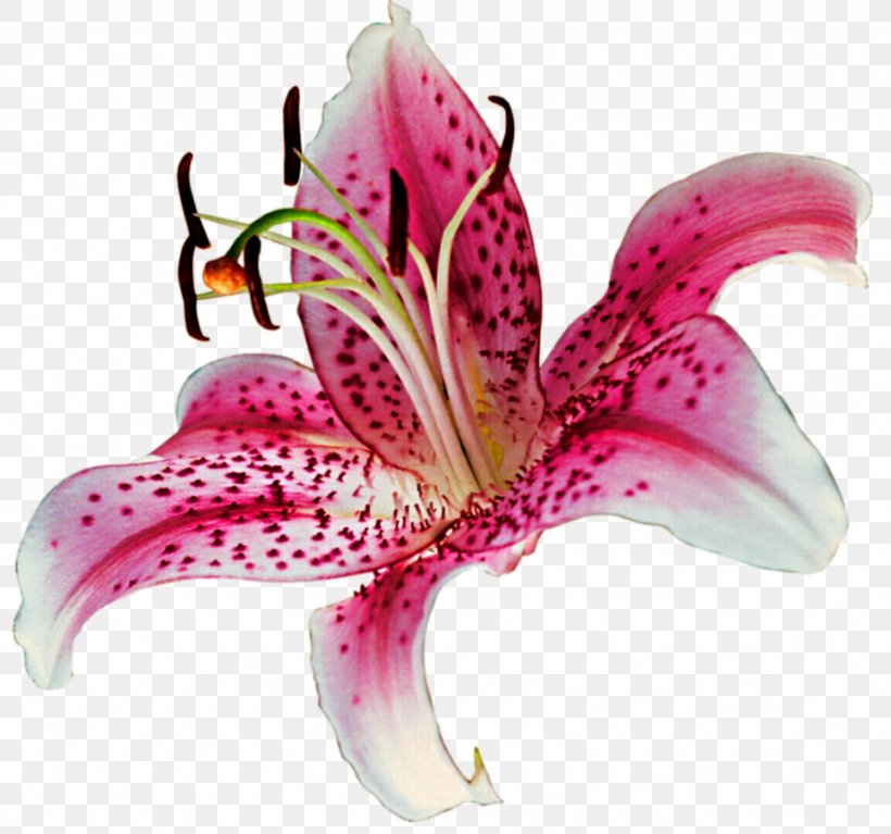 Lilium Clip Art, PNG, 924x865px, Lilium, Cut Flowers, Floral Design, Floristry, Flower Download Free