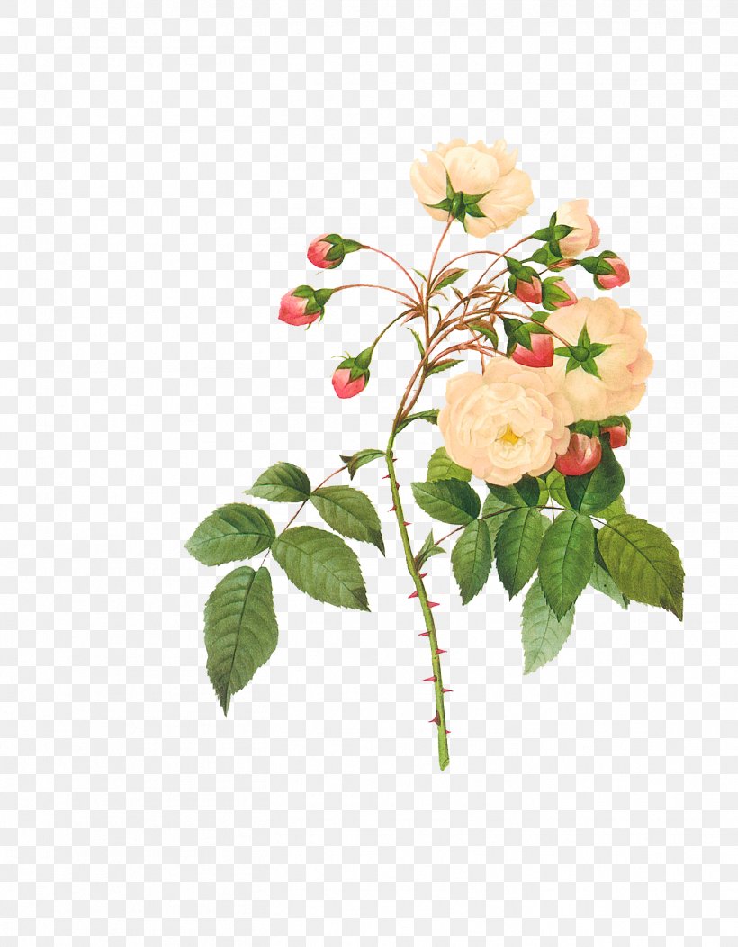 Rose, PNG, 1414x1815px, Flower, Branch, Petal, Pink, Plant Download Free
