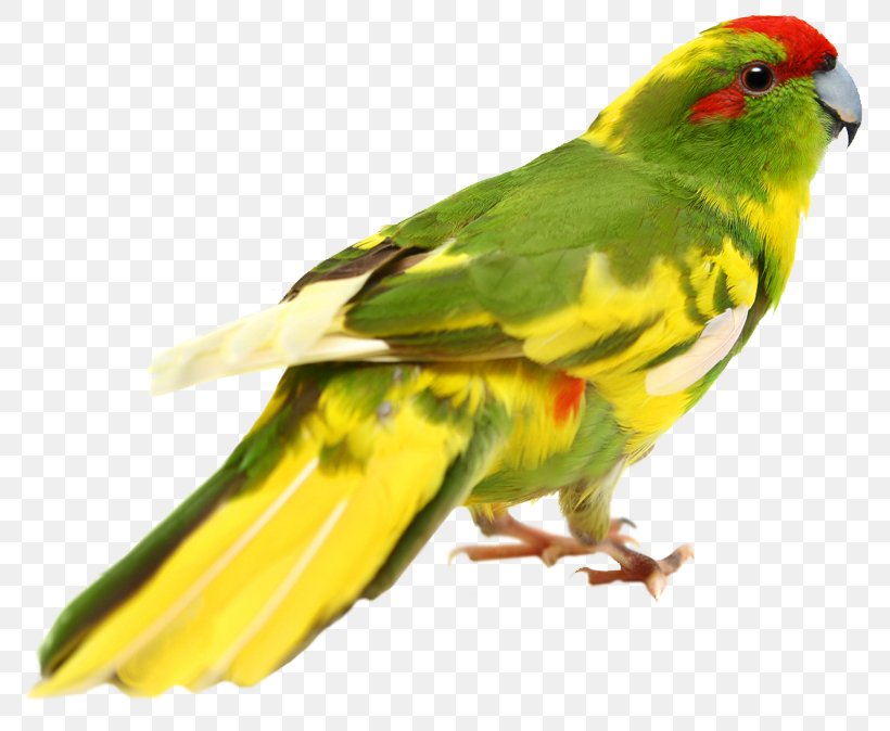 Budgerigar Lovebird Cockatiel Loriini, PNG, 800x674px, Budgerigar, Beak, Bird, Cockatiel, Common Pet Parakeet Download Free