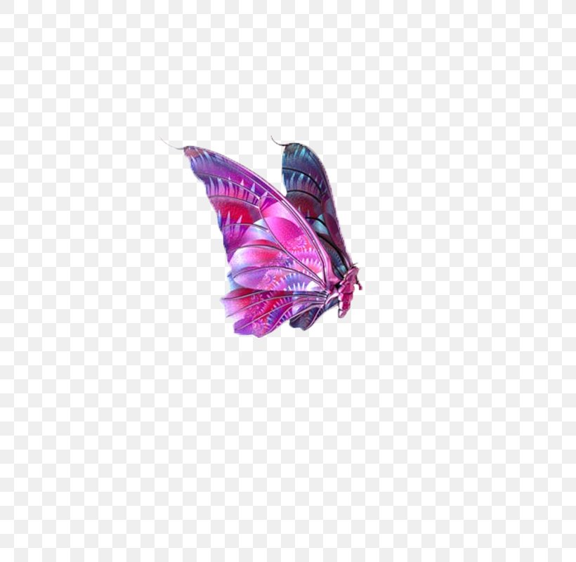 Butterfly Image File Formats Clip Art, PNG, 800x800px, Butterfly, Image File Formats, Insect, Invertebrate, Magenta Download Free