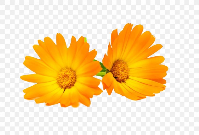 Calendula Officinalis Flower Chrysanthemum Marigold, PNG, 1000x678px, Calendula Officinalis, Calendula, Chrysanthemum, Colourbox, Common Sunflower Download Free