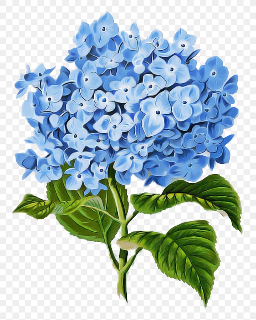 Flower Blue Hydrangea Plant Hydrangeaceae, PNG, 774x1024px, Flower, Blue, Cornales, Cut Flowers, Hydrangea Download Free