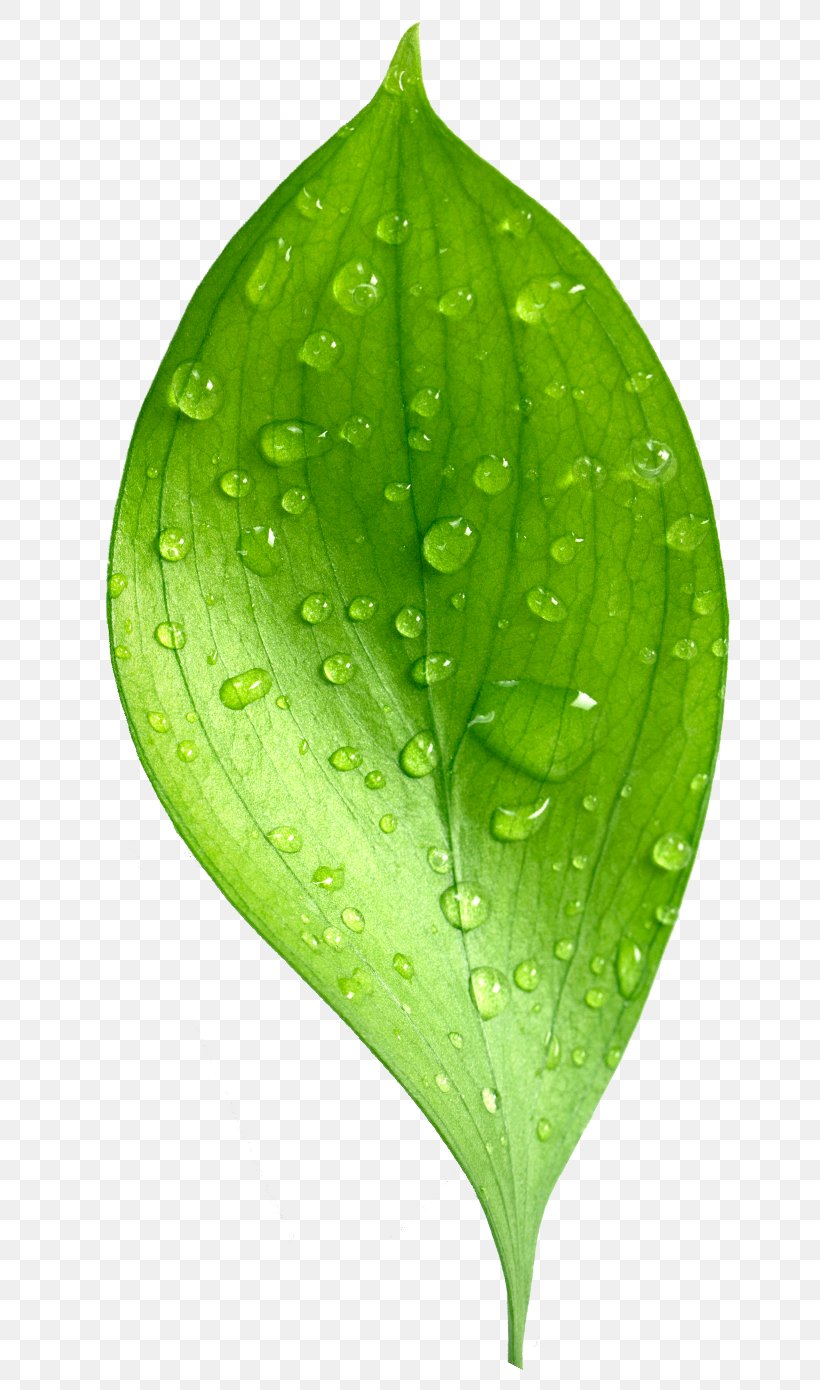 Leaf Dew Natural Environment Drop, PNG, 687x1390px, Leaf, Data, Dew, Dimension, Drop Download Free
