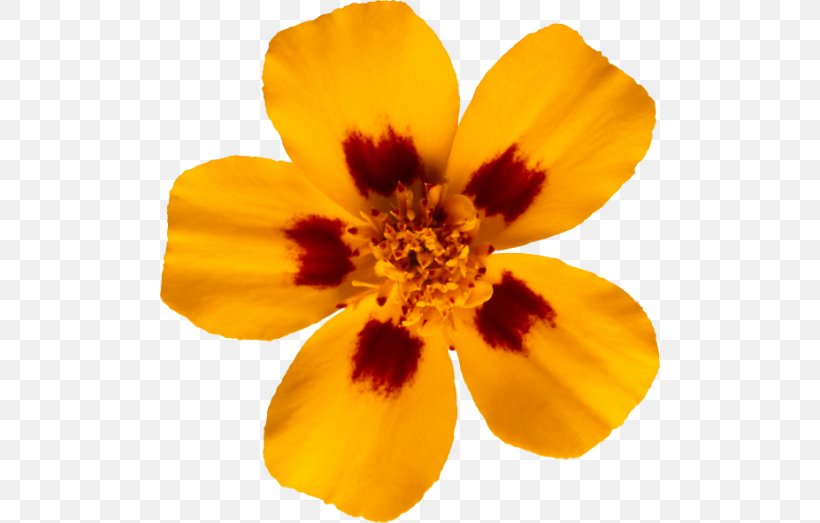 Mistaken Adversary Flower Yellow, PNG, 500x523px, Flower, Alstroemeriaceae, Blog, Email, Flowering Plant Download Free
