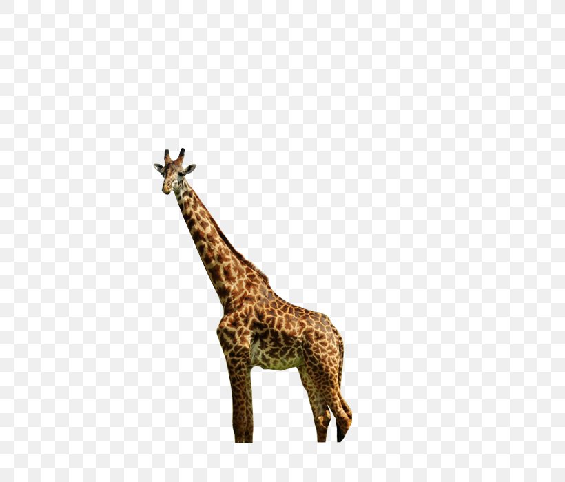 Northern Giraffe Animal Nature, PNG, 700x700px, Northern Giraffe, Animal, Fauna, Giraffe, Giraffidae Download Free