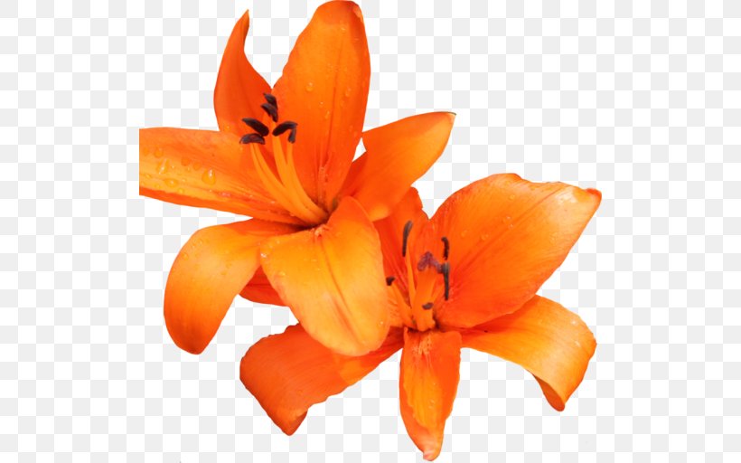 Orange Lily Tiger Lily Orange Day-lily Flower Clip Art, PNG, 512x512px, Orange Lily, Cut Flowers, Daylily, Flower, Flowering Plant Download Free