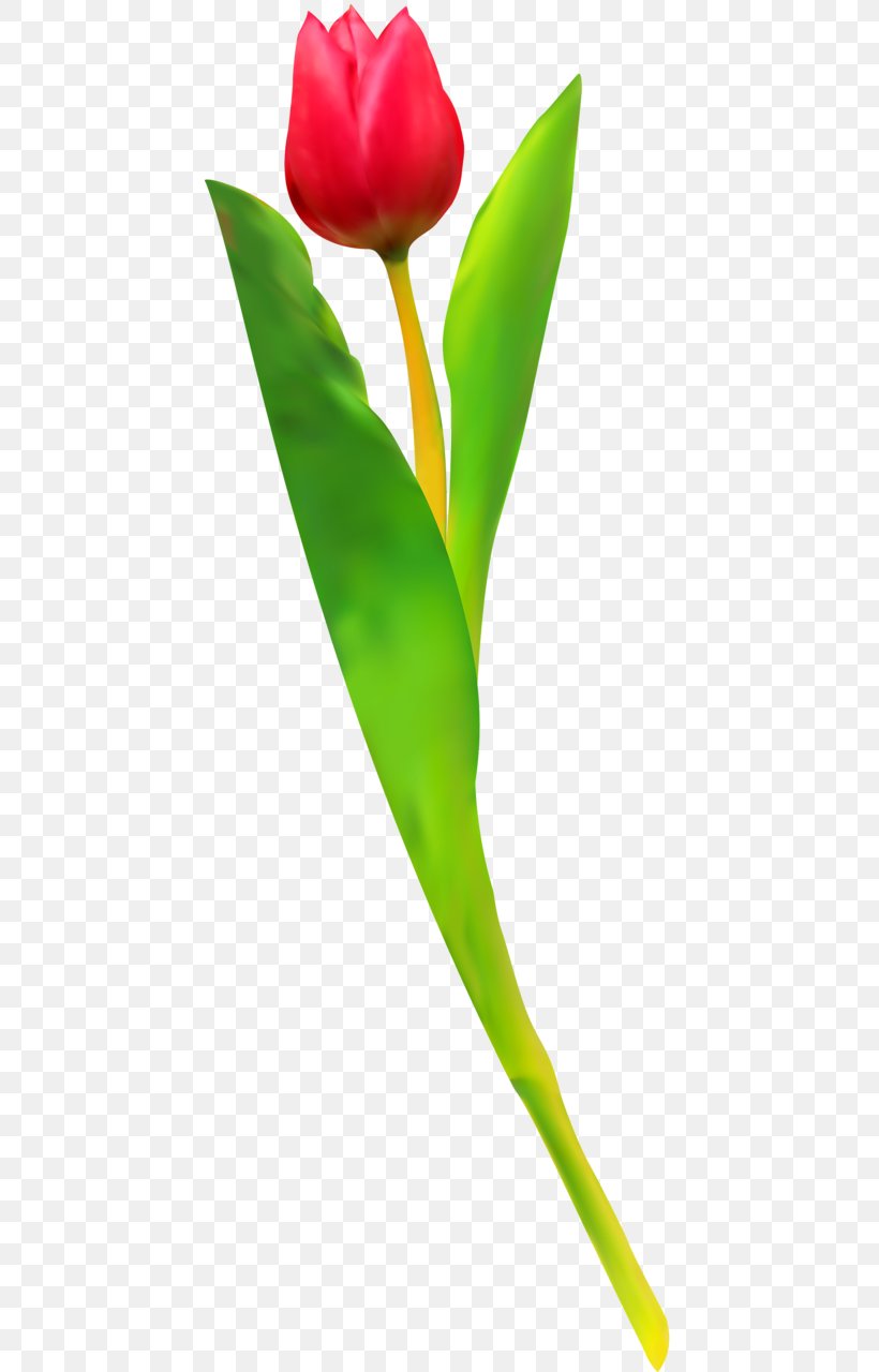Tulip Cut Flowers Plant Stem Leaf Petal, PNG, 437x1280px, Tulip, Arum, Arum Lilies, Cut Flowers, Flora Download Free