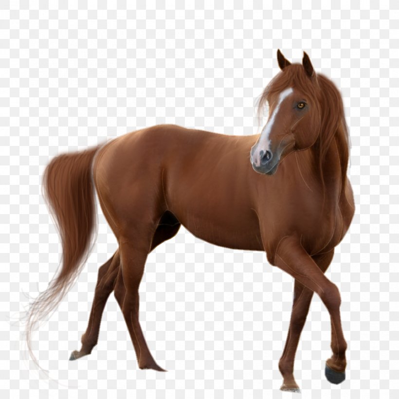 American Quarter Horse Mustang Clip Art, PNG, 894x894px, American Quarter Horse, Animal Figure, Bit, Bridle, Colt Download Free