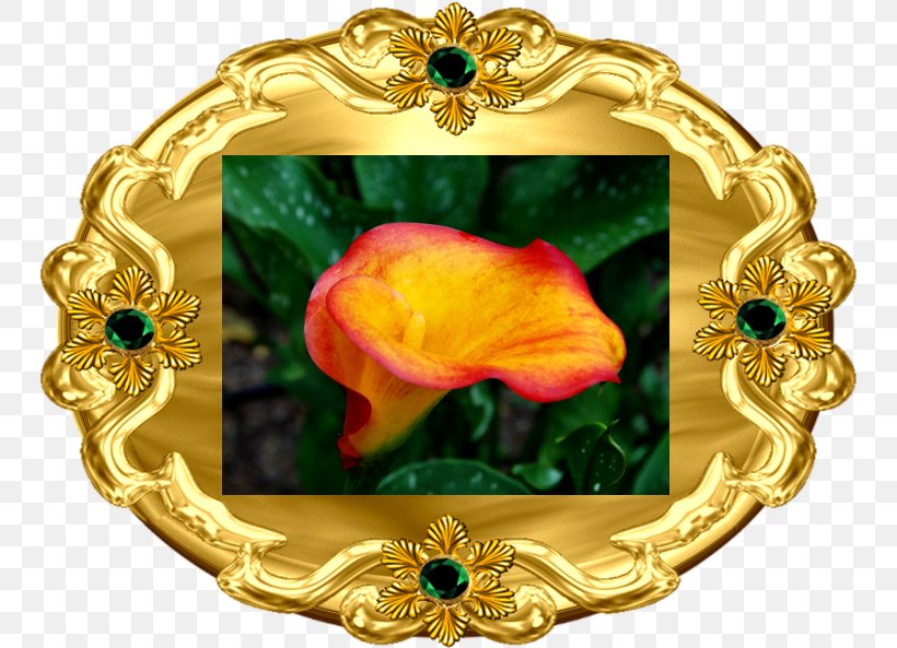 Arum-lily Vascular Plant Blog .net, PNG, 750x593px, 2018, Arumlily, Blog, Brooch, Calla Lily Download Free