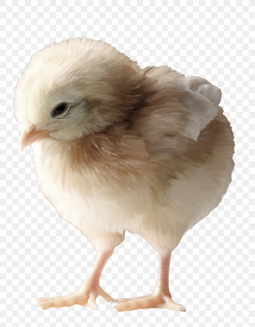Chicken Rooster, PNG, 973x1250px, Chicken, Animal, Beak, Bird, Designer Download Free