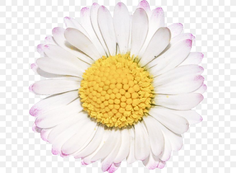 Daisy, PNG, 619x600px, Flower, Chamomile, Daisy, Gerbera, Mayweed Download Free