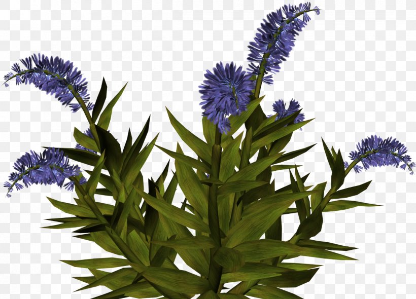 Flower IFolder Purple Grape Blue, PNG, 1209x870px, Flower, Archive File, Blue, Flowering Plant, Fruit Download Free