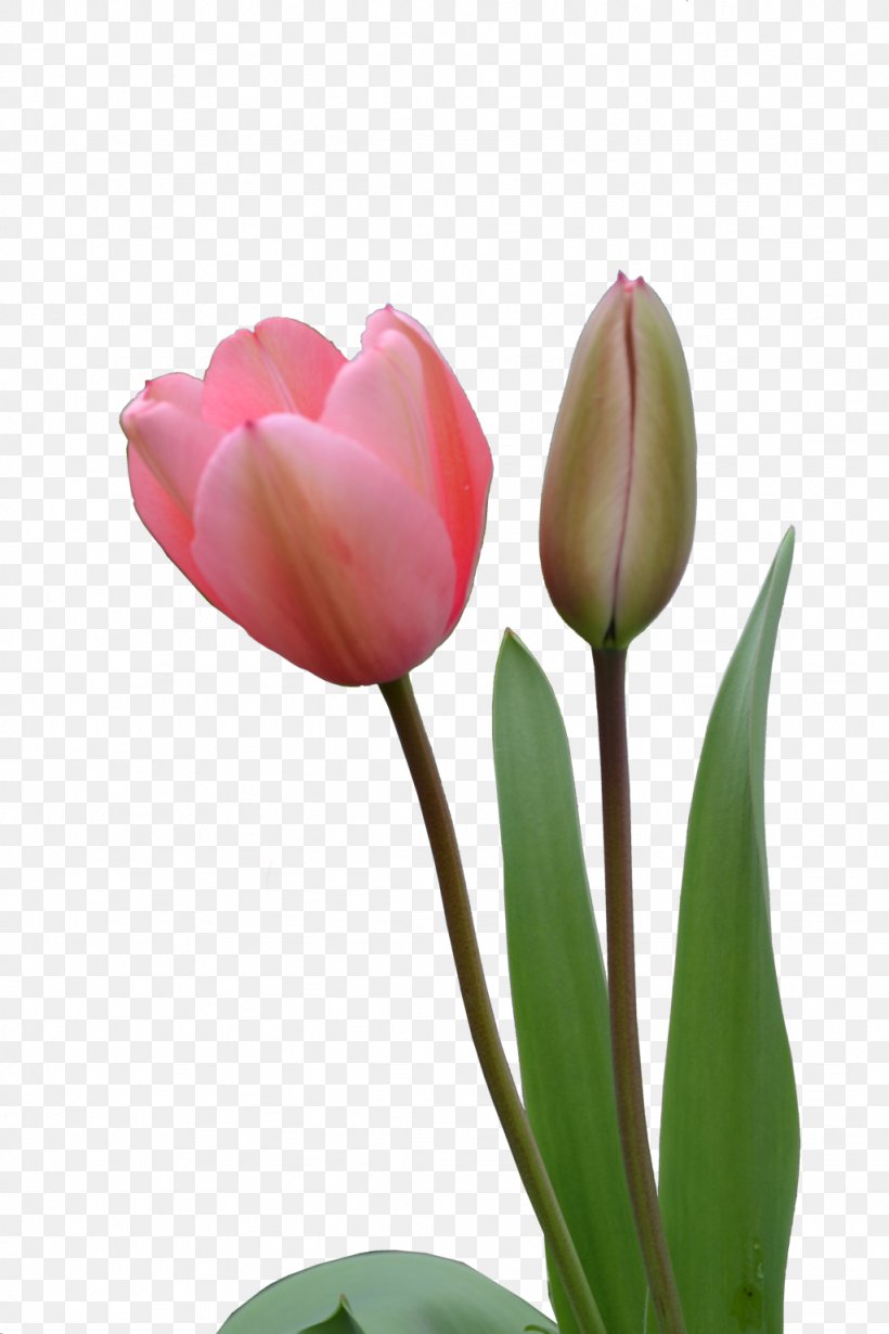 Indira Gandhi Memorial Tulip Garden, PNG, 1024x1536px, Indira Gandhi Memorial Tulip Garden, Bud, Bulb, Cut Flowers, Flower Download Free