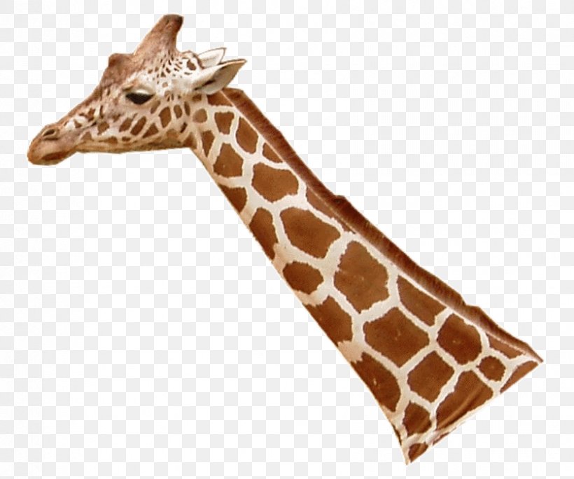 Northern Giraffe Leopard Lion Masai Giraffe Neck, PNG, 837x699px, Northern Giraffe, Animal, Animal Figure, Camelopardalis, Giraffe Download Free