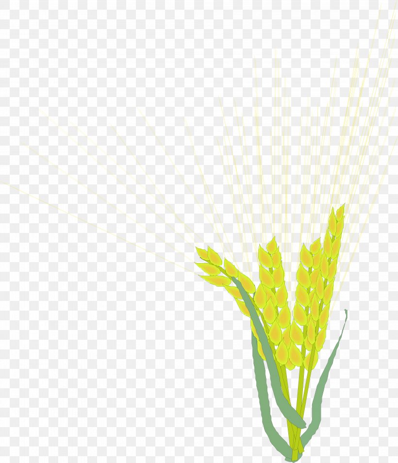 Rice Barley, PNG, 4133x4813px, Rice, Barley, Caryopsis, Grass, Green Download Free