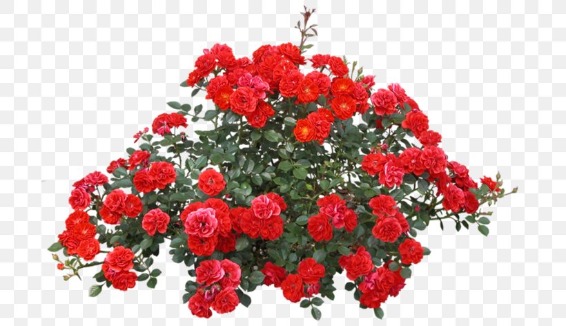 Shrub Rose Flower, PNG, 699x472px, Shrub, Annual Plant, Carnation, Chrysanths, Cut Flowers Download Free