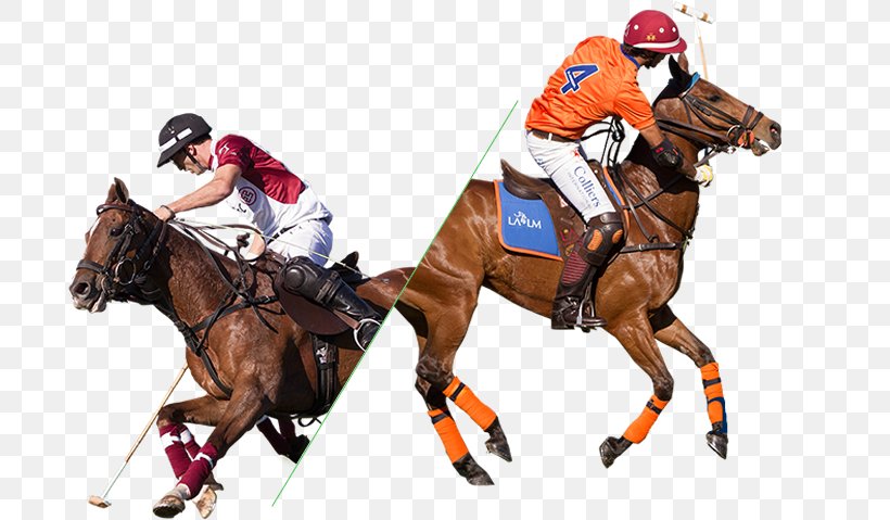Caballo Polo Argentino Equestrian Sports La Martina, PNG, 782x479px, Polo, Animal Sports, Bridle, Caballo Polo Argentino, Equestrian Download Free