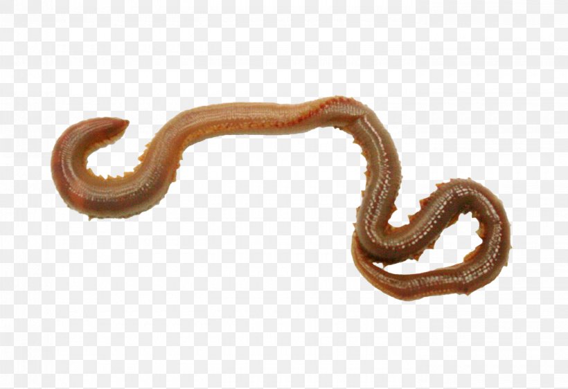 Snake Cartoon, PNG, 2780x1908px, Worm, Annelid, Earthworm, Ringedworm, Snake Download Free