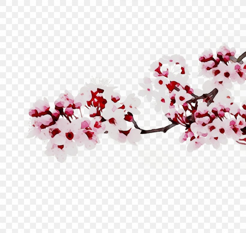 ST.AU.150 MIN.V.UNC.NR AD Cherry Blossom Pink M Cherries, PNG, 1101x1040px, Stau150 Minvuncnr Ad, Blossom, Branch, Branching, Cherries Download Free