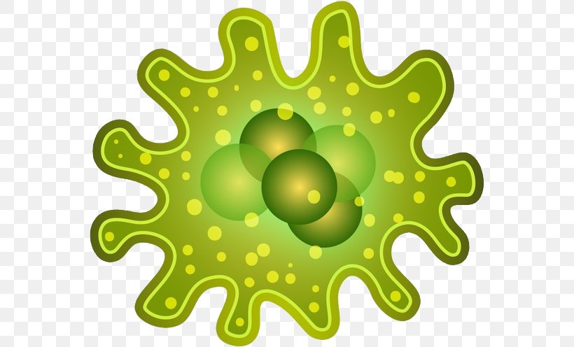 The Bacteria Book Microorganism Clip Art, PNG, 564x496px, Bacteria, Green, Gut Flora, Human Microbiota, Infectious Disease Download Free