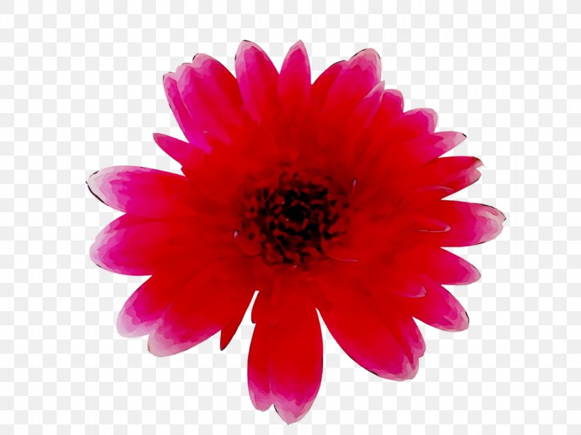 Transvaal Daisy Chrysanthemum Pink M Dahlia Annual Plant, PNG, 1093x820px, Transvaal Daisy, Annual Plant, Artificial Flower, Barberton Daisy, Chrysanthemum Download Free