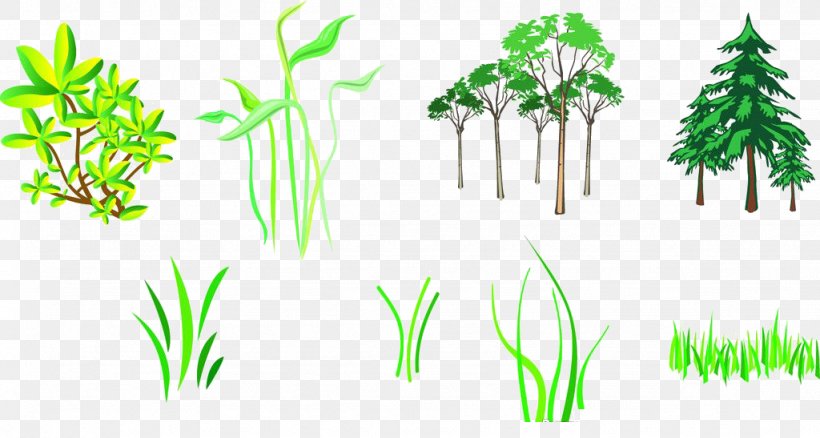 Branch Tree Silhouette, PNG, 1024x547px, Branch, Bonsai, Flora, Grass, Grass Family Download Free