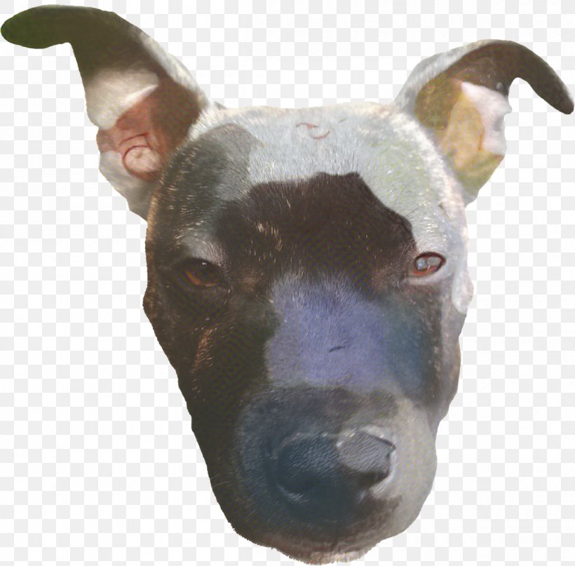 Cartoon Dog, PNG, 1200x1182px, Bull Terrier, American Pit Bull Terrier, American Staffordshire Terrier, Breed, Bull Download Free