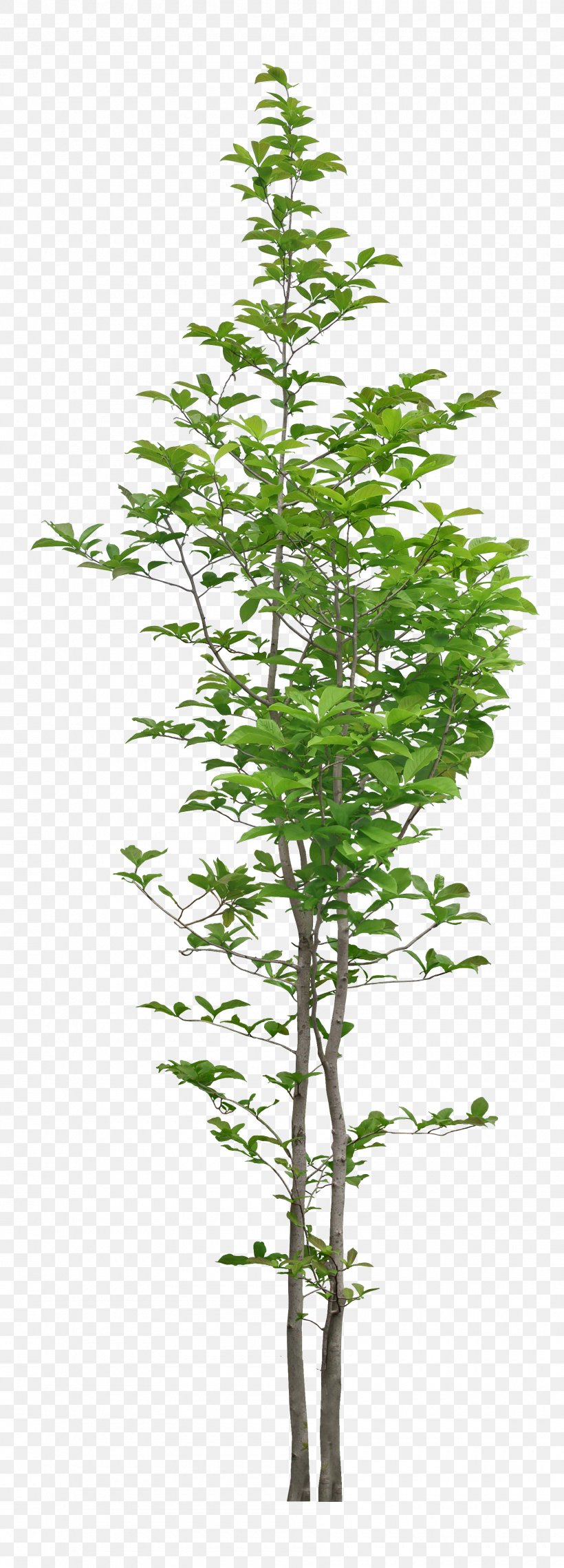 Plant, PNG, 1800x5000px, 3d Computer Graphics, Plant, Branch, Computer Software, Conifer Download Free