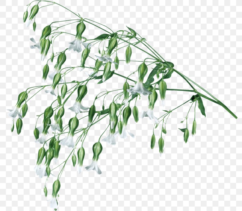 Plant Stem Herbaceous Plant Painting Manzara, PNG, 790x715px, Plant Stem, Ansichtkaart, Branch, Flora, Flower Download Free