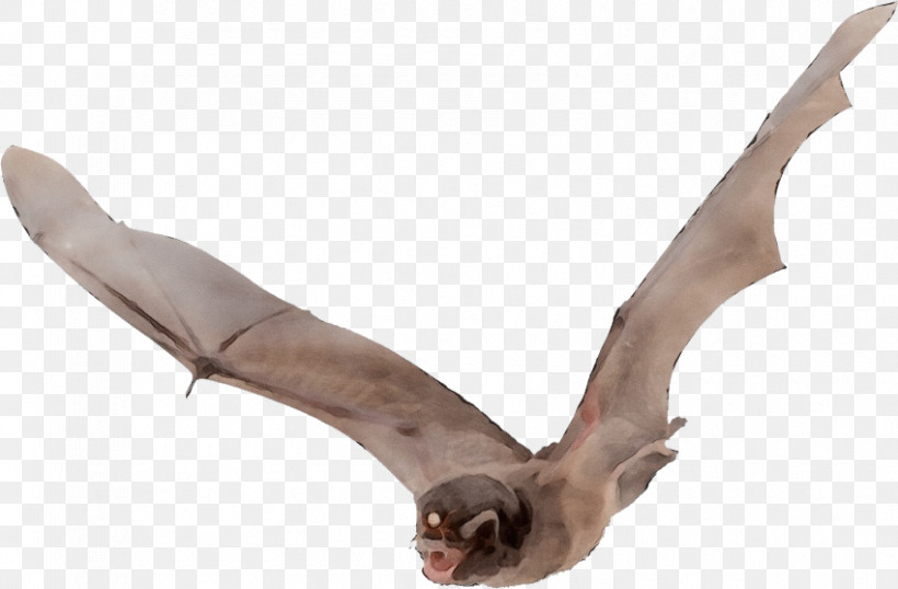 Microbat Bat Flight Megabat Vampire Bat Common Vampire Bat, PNG, 850x558px, Watercolor, Bat, Bat Flight, Bat Wing Development, Bird Flight Download Free