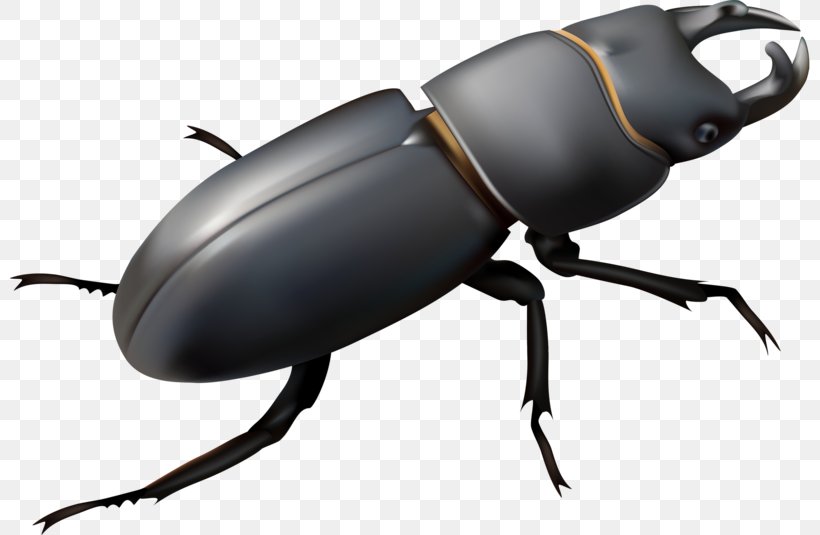 Stag Beetle Royalty-free Illustration, PNG, 800x535px, Beetle, Arthropod, Beatles, Drawing, Dung Beetle Download Free
