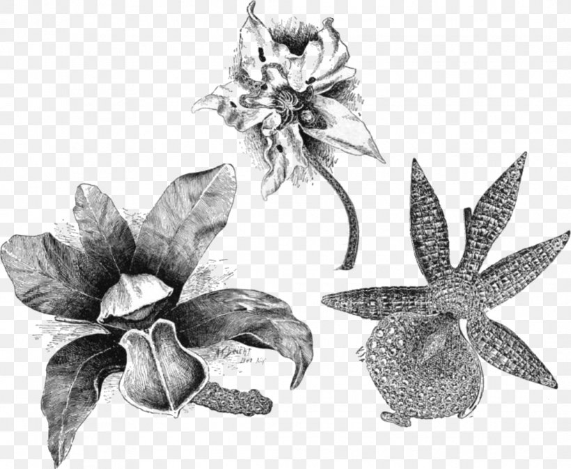 Angraecum Eburneum Cattleya Bicolor Flower Odontoglossum Drawing, PNG, 1068x878px, Cattleya Bicolor, Angraecum, Artwork, Black And White, Boat Orchid Download Free