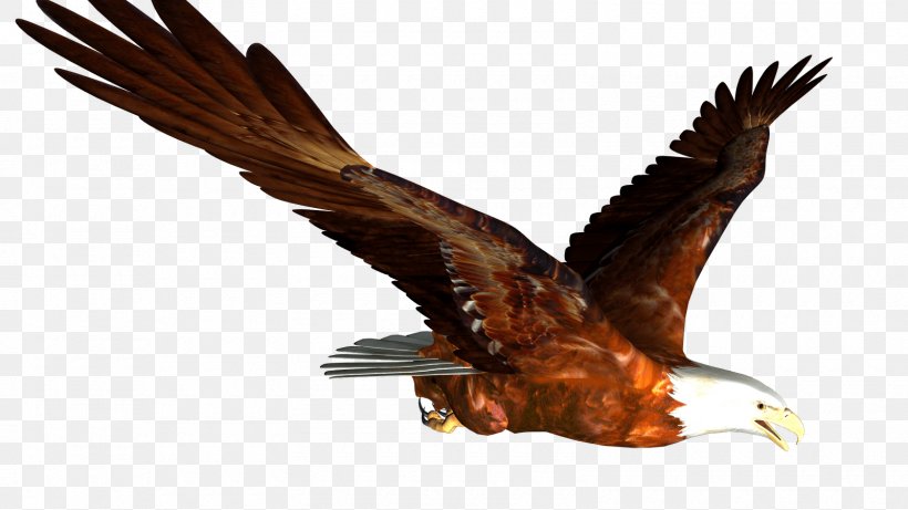 Bald Eagle Accipitridae Hawk Mountain Sanctuary, PNG, 1600x900px, Bald Eagle, Accipitridae, Accipitriformes, Beak, Bird Download Free