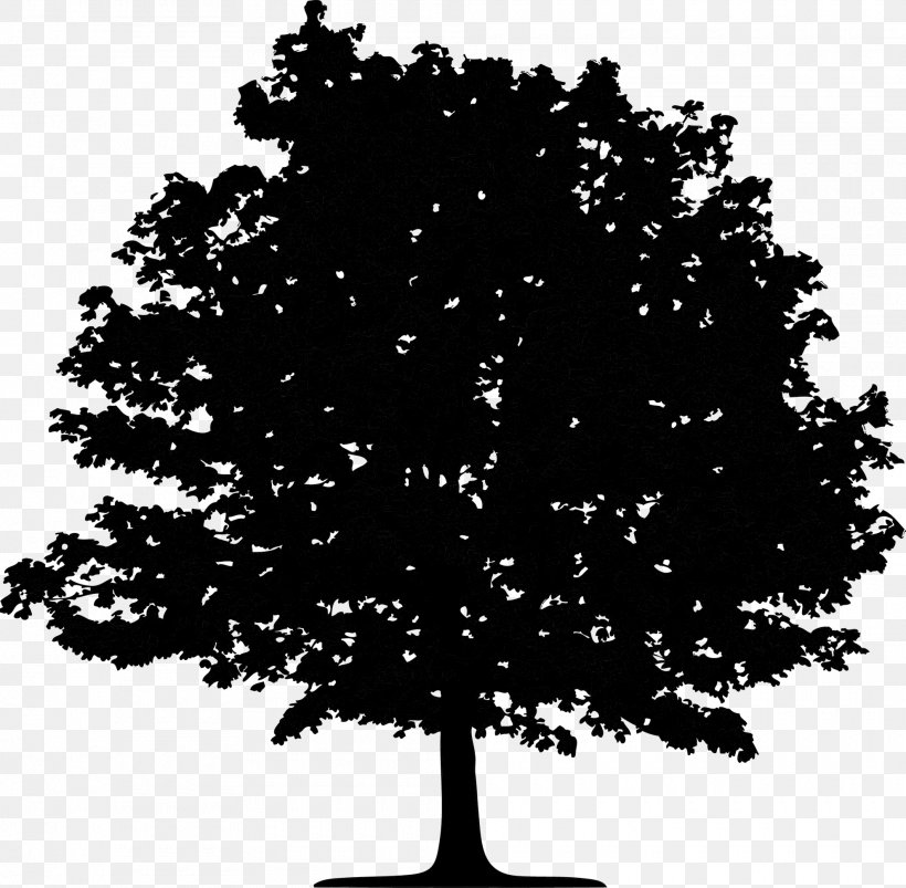 Image Oak Tree Silhouette, PNG, 1980x1941px, Oak, Black, Blackandwhite, Deciduous, Drawing Download Free