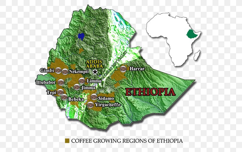 Arabica Coffee Regions Of Ethiopia Ethiopian Cuisine, PNG, 600x514px, Coffee, Arabica Coffee, Coffea, Coffee Bean, Coffee Production Download Free