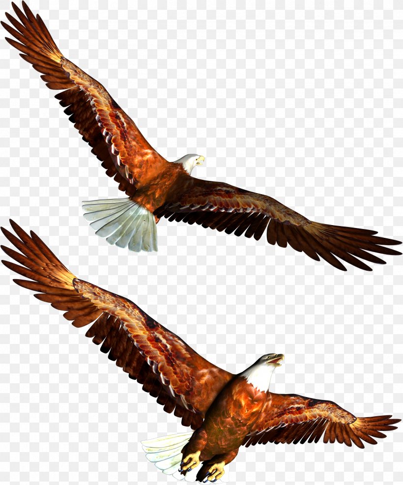 Bald Eagle Clip Art, PNG, 2423x2918px, Bald Eagle, Accipitriformes, Beak, Bird, Bird Of Prey Download Free