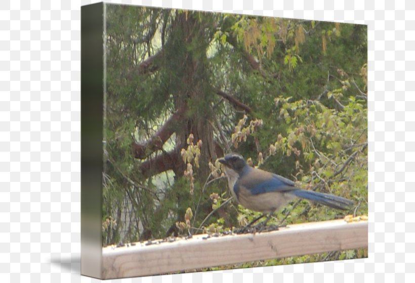 Blue Jay Fauna Ecosystem Magpie Beak, PNG, 650x560px, Blue Jay, Beak, Bird, Branch, Branching Download Free